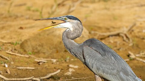 Great Blue Heron Swallows Fish, Sony A1/Sony Alpha1, 4k