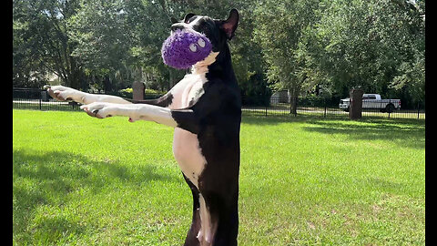 Funny Great Danes Choose Playing With Toys Over Pestering The Cat