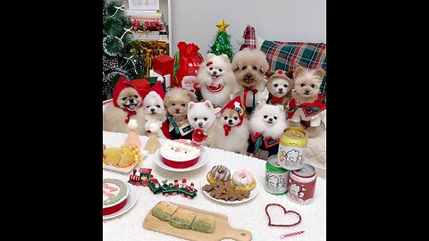 Merry Xmas #cutepuppy #cutepoodle #cutedog #cutepet