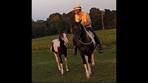 Bandit the weanling TWH learning to be ponied off Avi - 22 Sept 2023