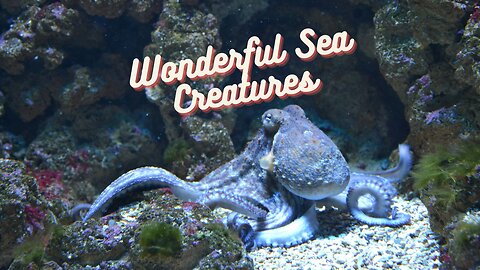 Enchanted Depths: Unveiling the Wonderous Realm of Sea Creatures