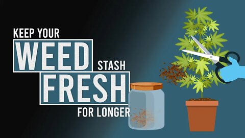 Keep your Cannabis Fresh with these Rehydrating Methods!