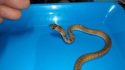 Injured Baby Coachwhip