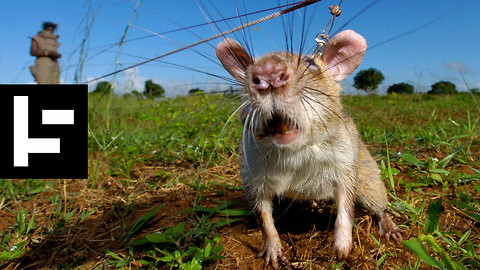 HeroRats Are Saving Human Lives With Their Noses