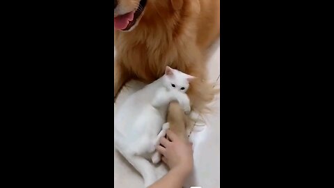 GATO DOMINADOR VIDEO DIVERTIDO DE PETS 🐶 DOMINATING CAT 😺 FUNNY PET VIDEO #pet #pets #dogs #cats