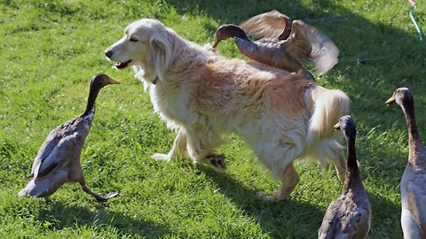 These Ducks Love This Dog So Much, It Sometimes Hurts