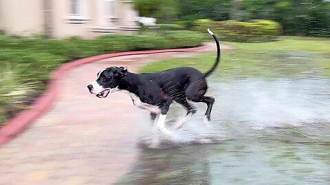 Water-loving Great Dane Loves To Run Through Puddles In The Rain