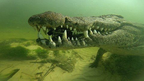 Caught On Camera: Crocodile Steals GoPro