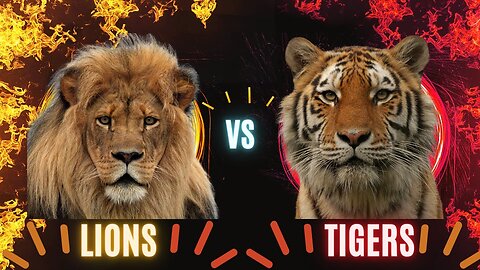 Ultimate Showdown- Lions vs. Tigers - Who Will Reign Supreme in this EPIC Predator Face-Off