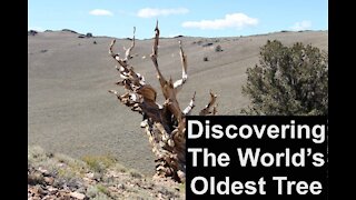 Discovering The World's Oldest Tree
