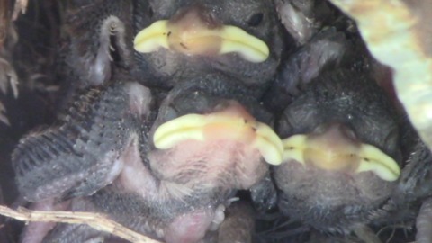We found a nest of baby birds under the deck