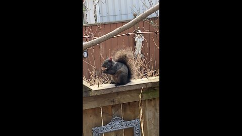 Squirrel eating a Ferrorocher
