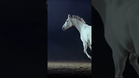 Grace in Motion: Introducing Our Majestic Arabian White Horse | Majestic Horse | New Arrival