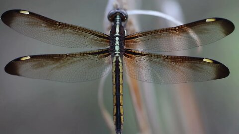 Ozark Dragonflies 1