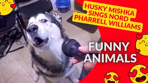 Husky Mishka sings Nord Pharrell Williams