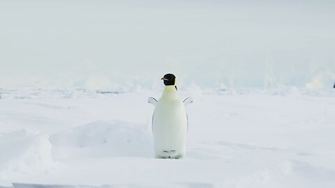 Emperor penguin, Coulman Island, Antarctica 4K