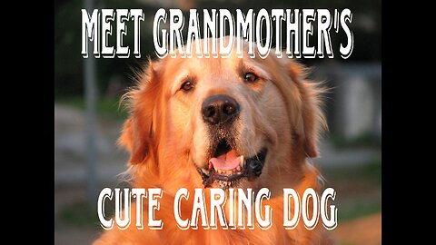 Cute dog video | Grandmother's cute caring dog | Viral Videos ❤️❤️🦮