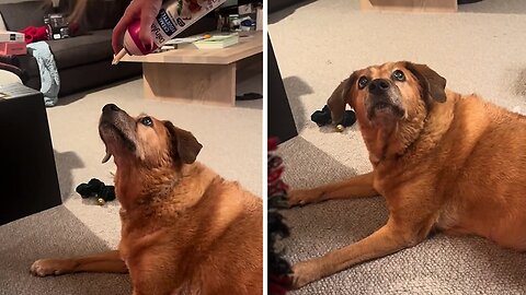 Older Dog Adorably Fails To Catch Whip Cream In Its Mouth