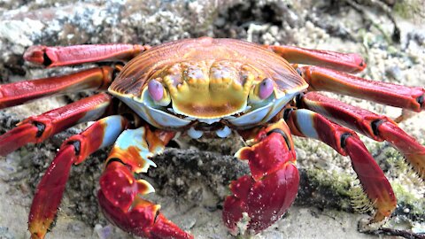 Sally lightfoot crab eating is a beautiful sight on the Beach