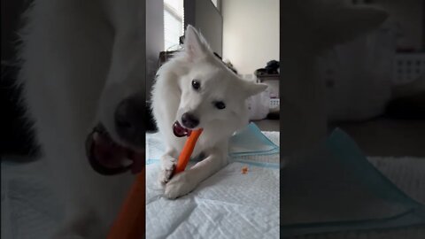 CUTE DOG eating a CARROT! | SLOW MOTION | ASMR SOUNDS