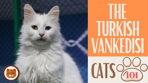🐱 Cats 101 🐱 TURKISH VANKEDISI - Top Cat Facts about the TURKISH VANKEDI