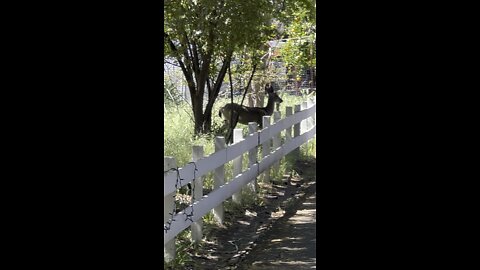 Deer Hopping Fence