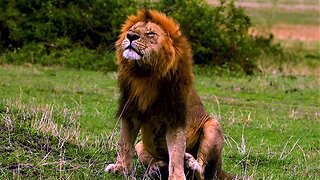 Big old lion has satisfying scratch after a big meal