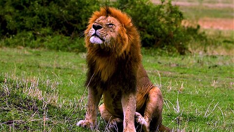 Big old lion has satisfying scratch after a big meal