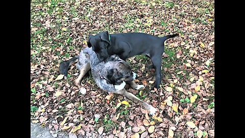 Great Dane puppy meets family dog for the first time