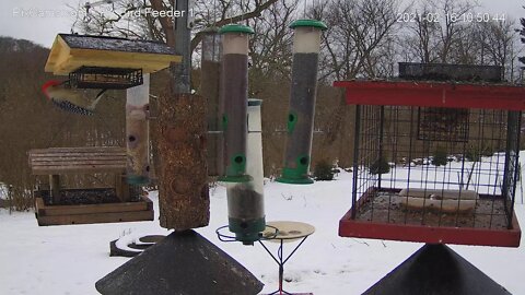 Red-bellied woodpecker vs starling on suet