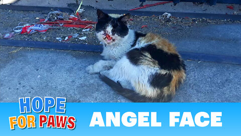 Cat missing part of her face living on the streets! Thanks to YOU, she has HOPE!