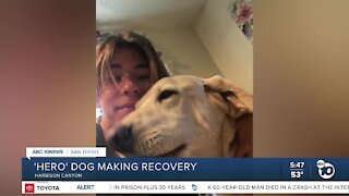 'Hero' dog who saved East County teen from rattlesnake making recovery