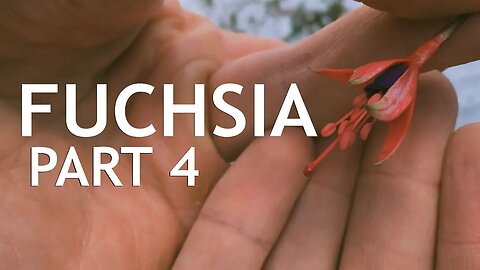 Fuchsia Pre Bonsai, Part 4