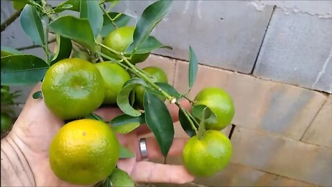 frutíferas produzindo em vaso jabuticaba azul híbrida araçá boi iogurte framboesa poncan limão cajá