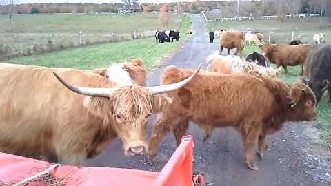 Scottish Highland & Belted Galloway in the Driveway! Gate at End to Keep the Cattle OFF Busy ROAD!