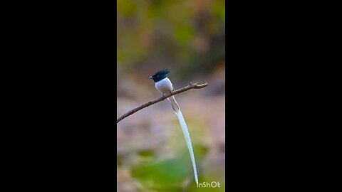 Bird of love ❤️ #birdslove # wildlife #wildlifephotography