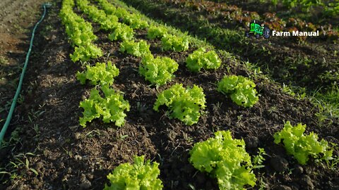 Farm | Who likes lettuce?