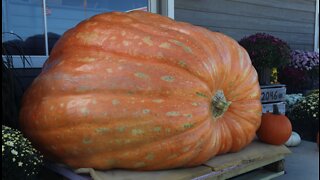 Wisconsin man grows 2,064 pound giant pumpkin