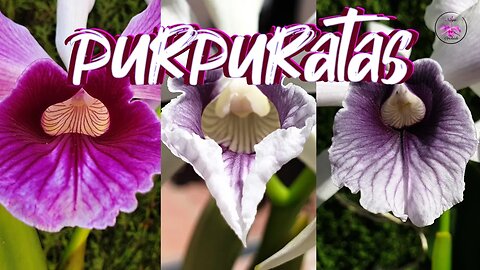 Sensational Cattleya purpurata Orchid Selection in Full Bloom UPDATE #ninjaorchids #carecollab