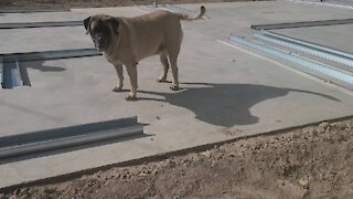 Sir Charles the Mastiff