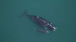 One Of The Most Endangered Whales Spotted Off Florida Coast With Calf