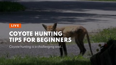 Coyote Hunting Tips For Beginners