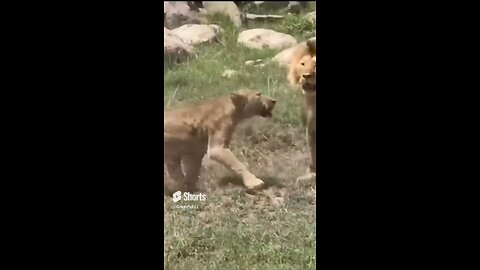 Funny animals fight