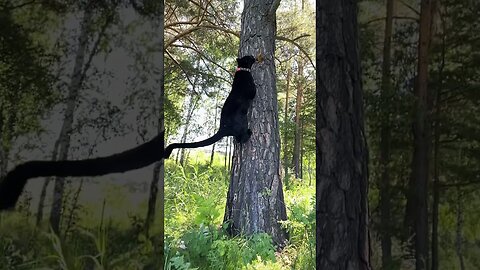A panther walks on a tree vertically😁