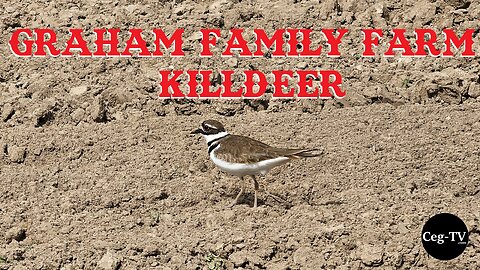 Graham Family Farm: Killdeer