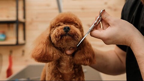 SPA DAY FOR TOY POODLE 🤩