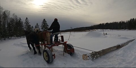 Skidding Ash Trees With DRAFT HORSES!