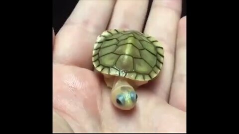 World's smallest turtle 🐢 it's looking so cute