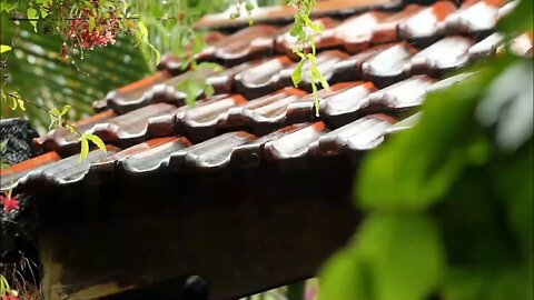 Heavy Rain On Trees To Sleep Faster Beat Insomnia Block Noises Study Relax Heavy Rain Sounds