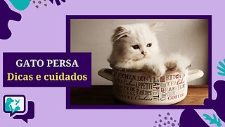 GATO PERSA - Dicas e Cuidados